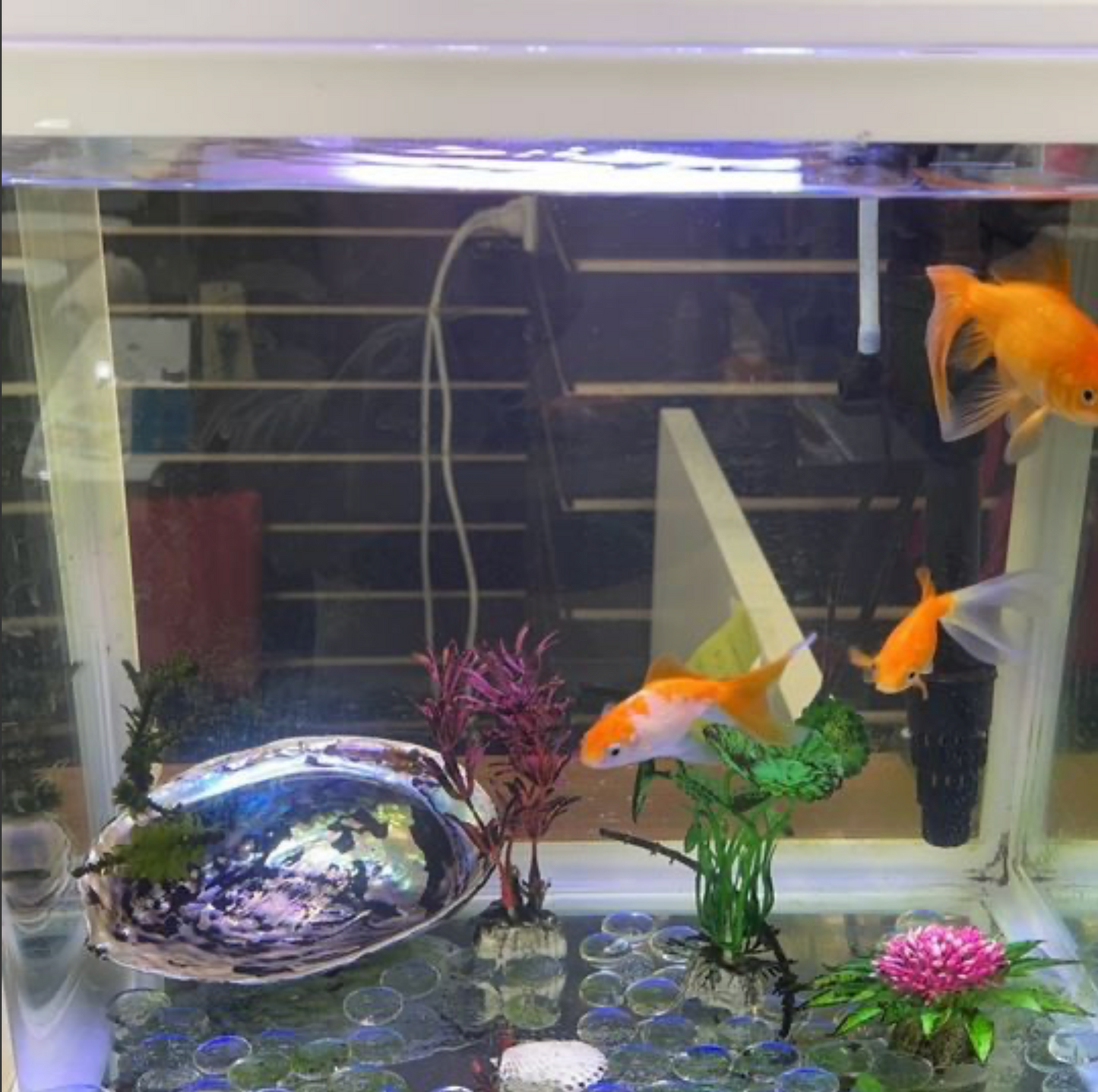 Acrylic Aquarium Fish Tank 30*18.5*33CM
